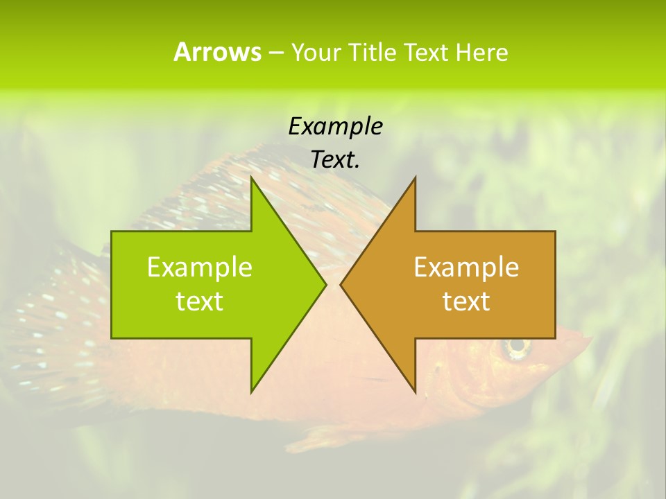 Molly Tropical Velifera PowerPoint Template