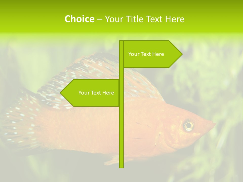 Molly Tropical Velifera PowerPoint Template