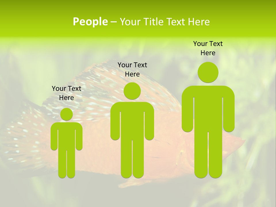 Molly Tropical Velifera PowerPoint Template