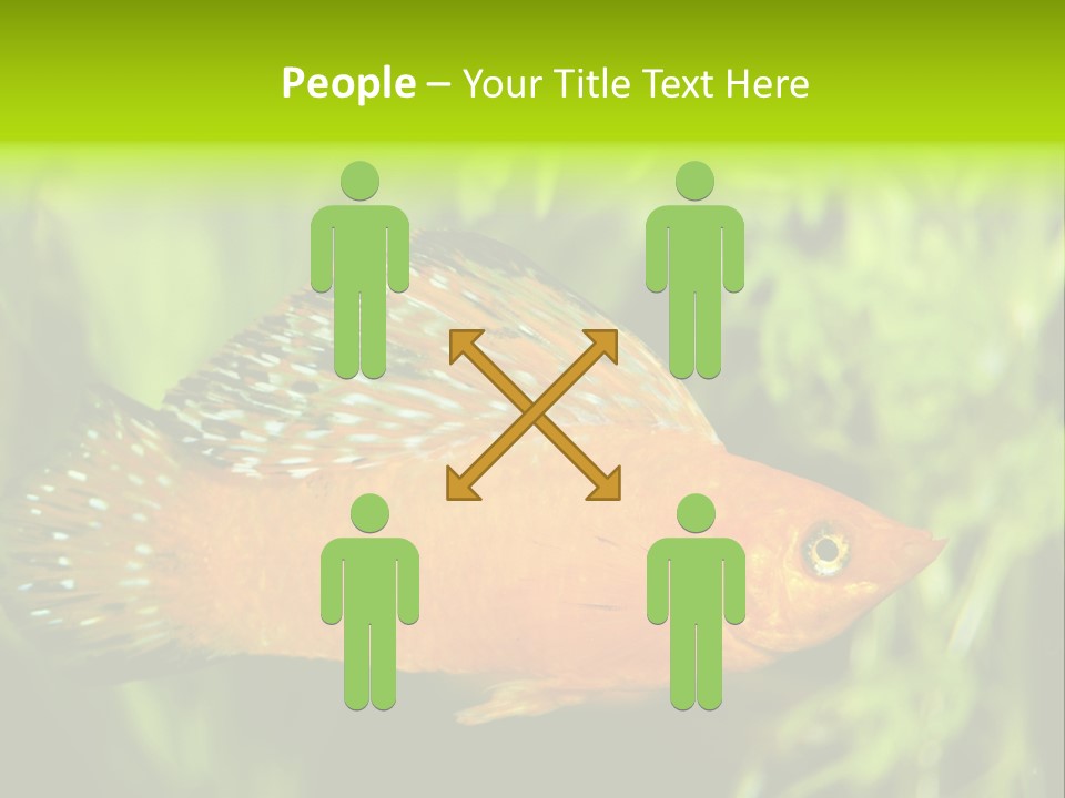 Molly Tropical Velifera PowerPoint Template