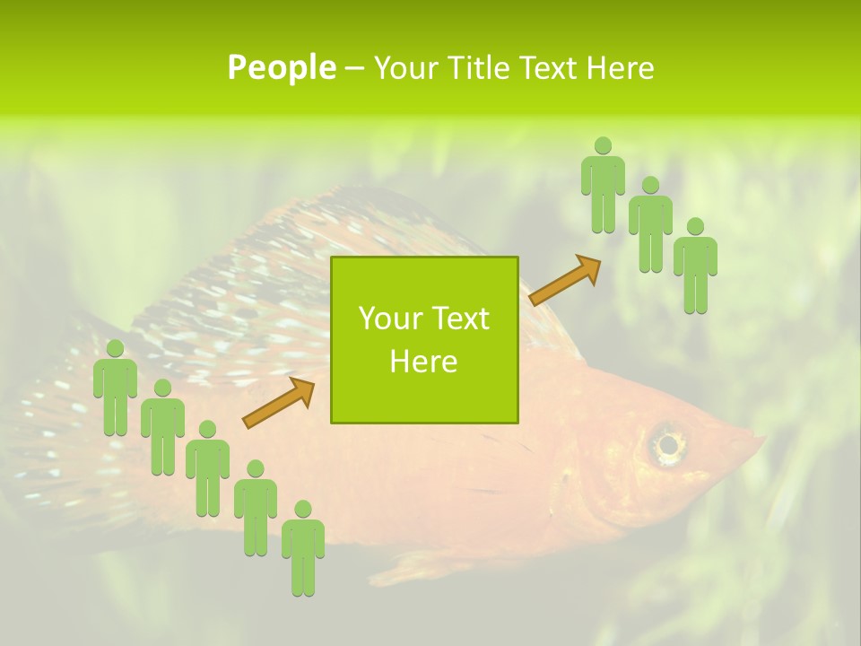 Molly Tropical Velifera PowerPoint Template