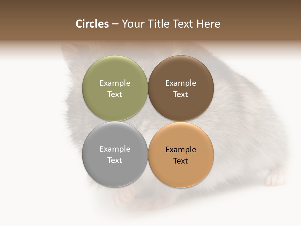 Phodopus Siberian Look PowerPoint Template