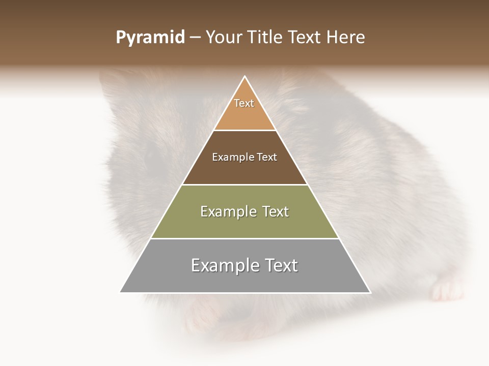 Phodopus Siberian Look PowerPoint Template