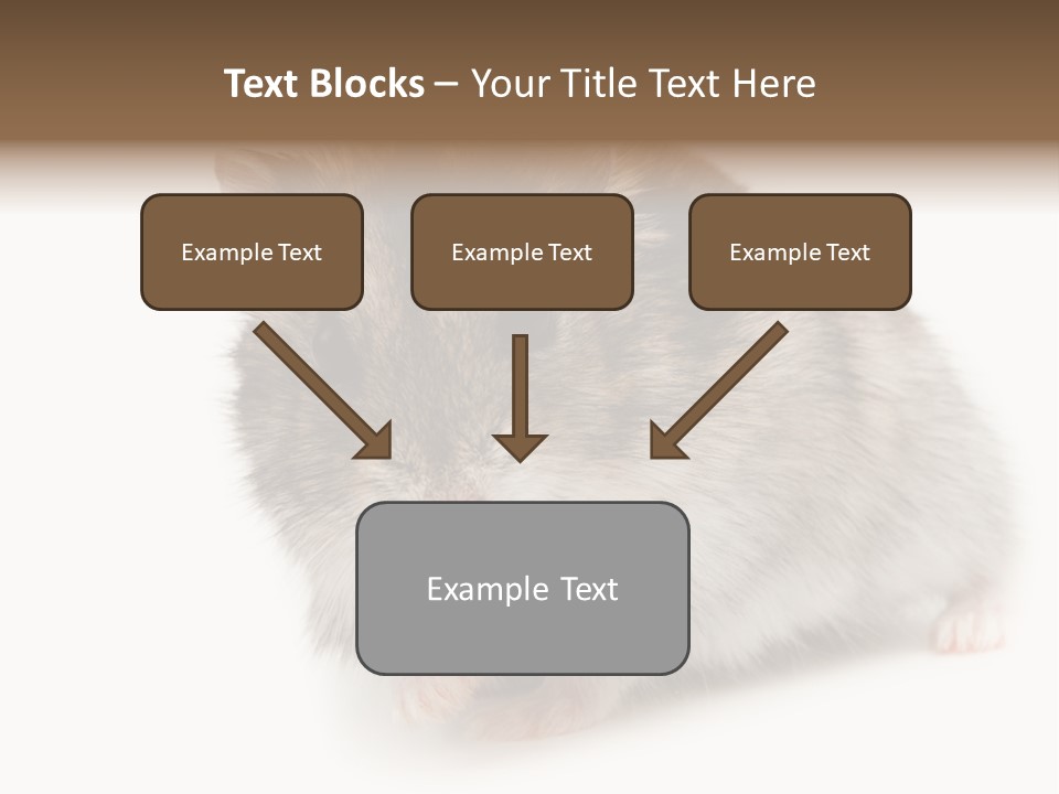 Phodopus Siberian Look PowerPoint Template
