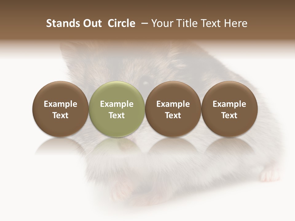 Phodopus Siberian Look PowerPoint Template