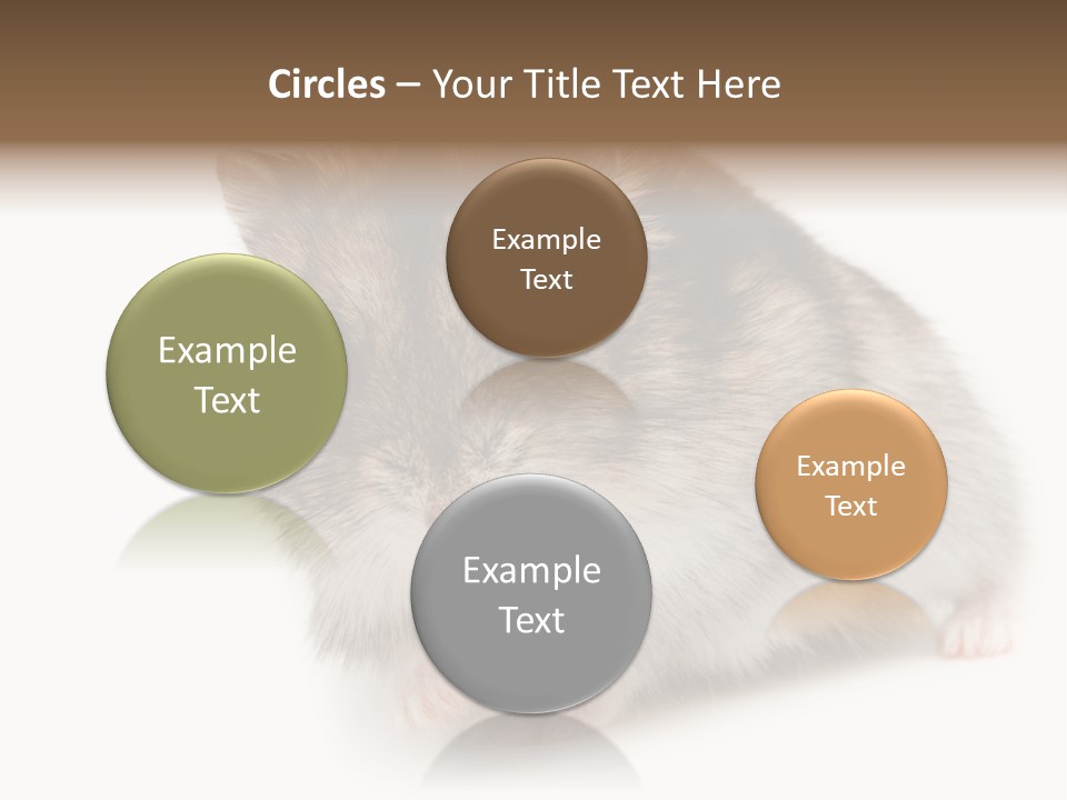 Phodopus Siberian Look PowerPoint Template
