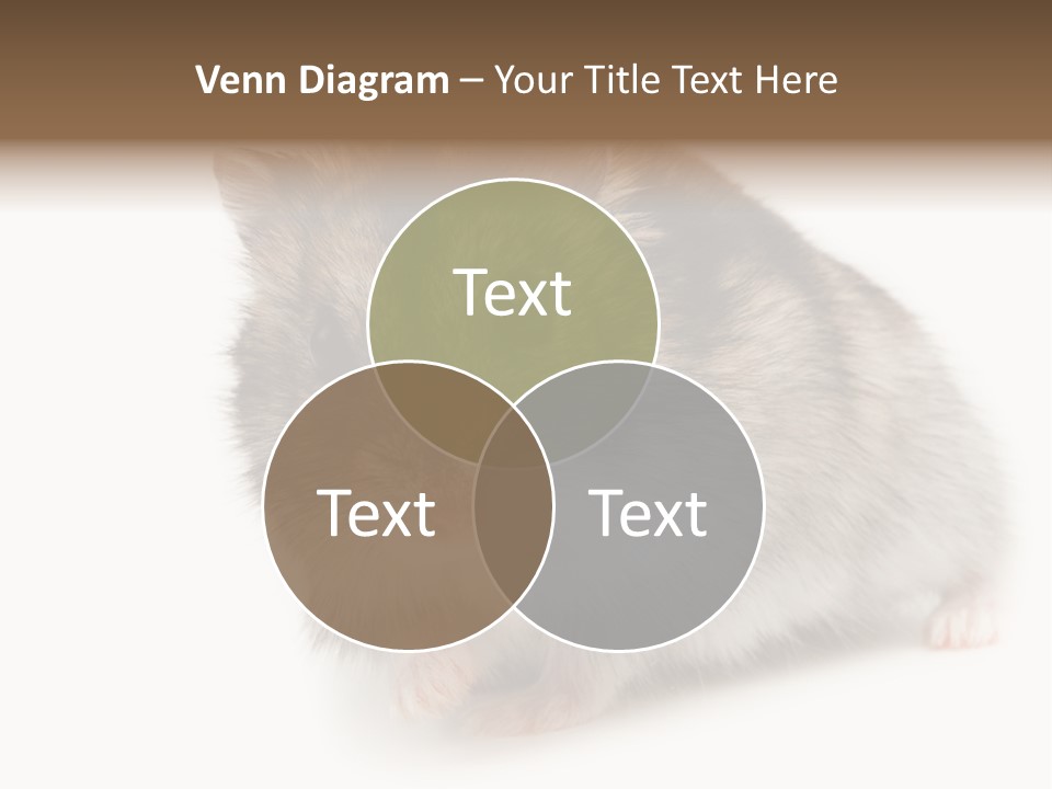 Phodopus Siberian Look PowerPoint Template