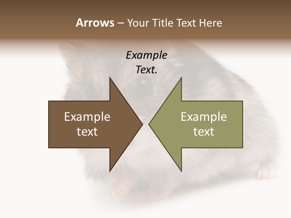 Phodopus Siberian Look PowerPoint Template