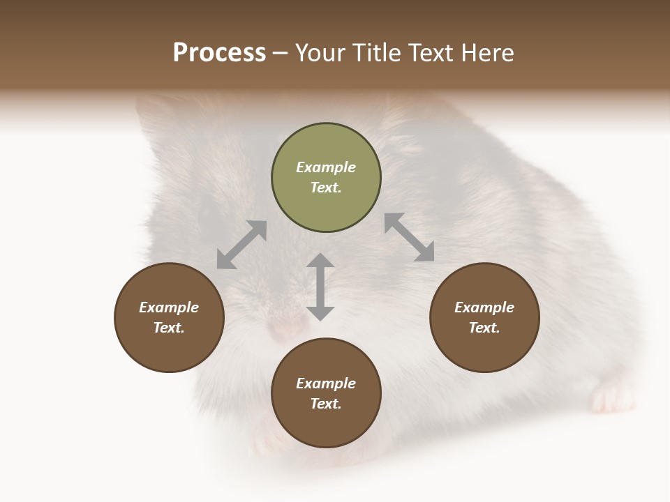 Phodopus Siberian Look PowerPoint Template