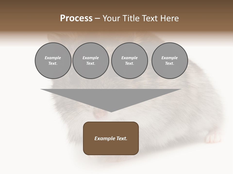 Phodopus Siberian Look PowerPoint Template