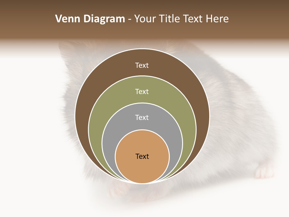 Phodopus Siberian Look PowerPoint Template