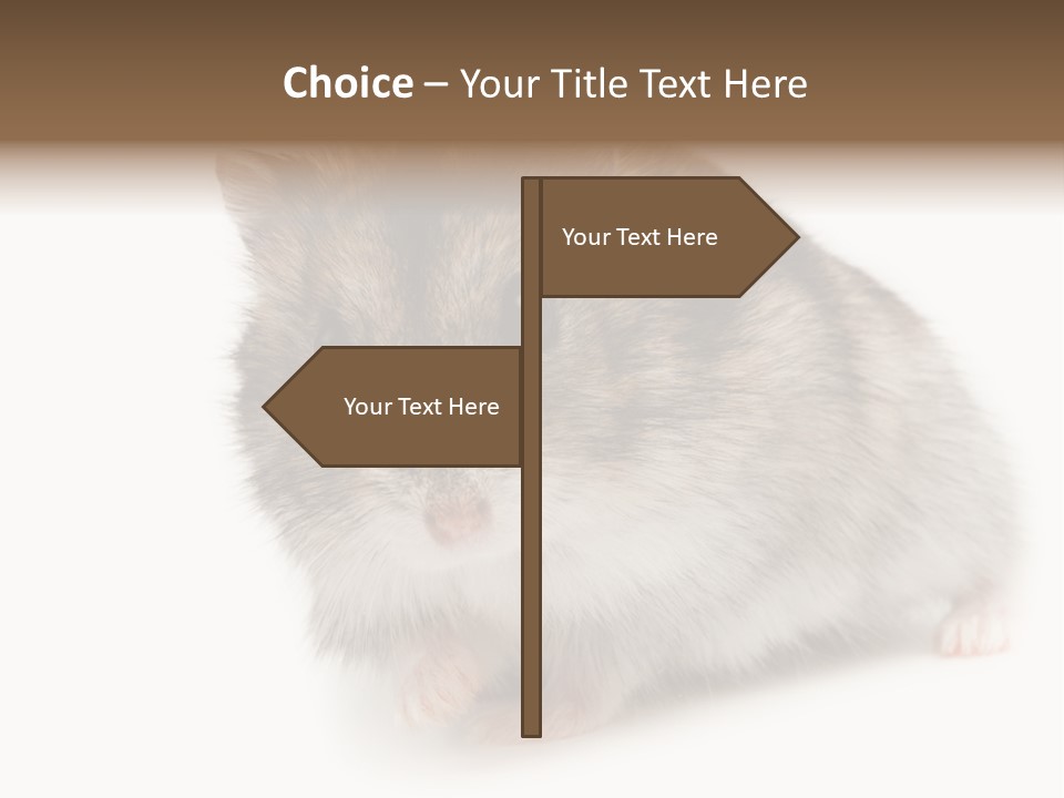 Phodopus Siberian Look PowerPoint Template