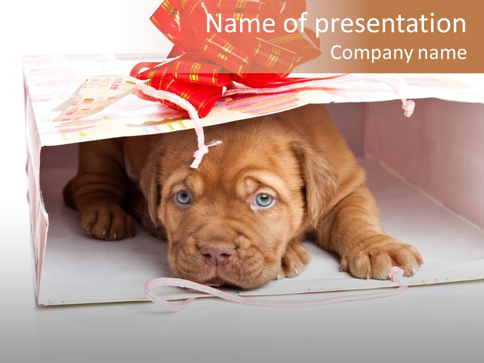 Bag Cute Canine PowerPoint Template