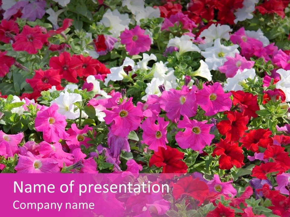 Purple Grow Spring PowerPoint Template