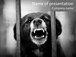 Romania Dog Mad PowerPoint Template