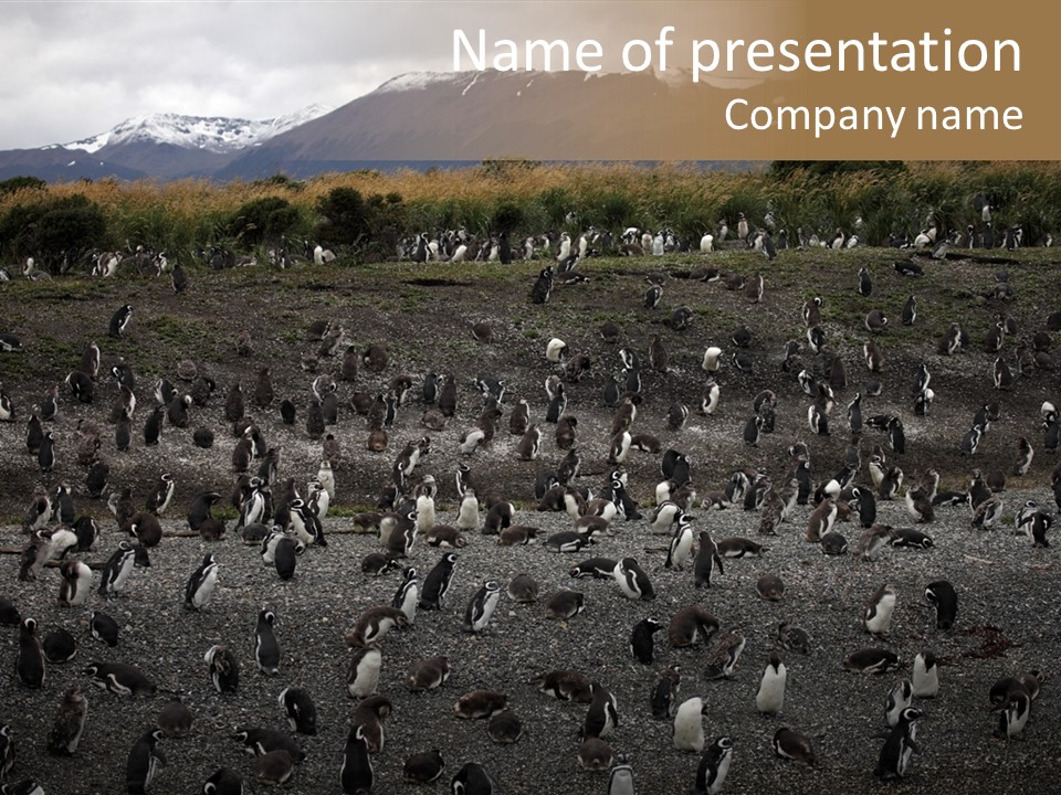 Colony Penguin Argentina PowerPoint Template
