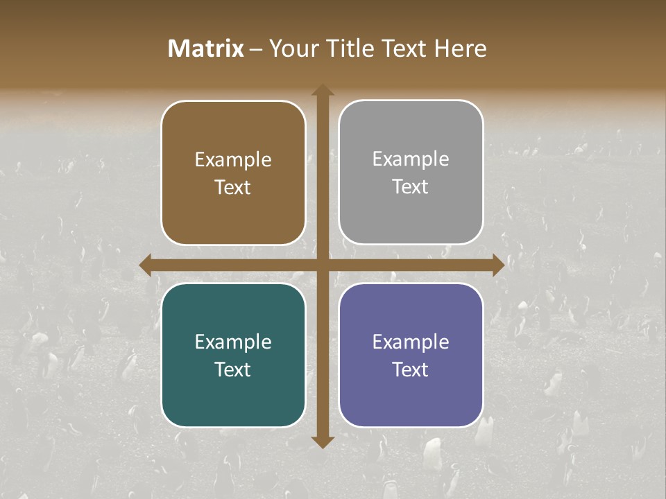 Colony Penguin Argentina PowerPoint Template