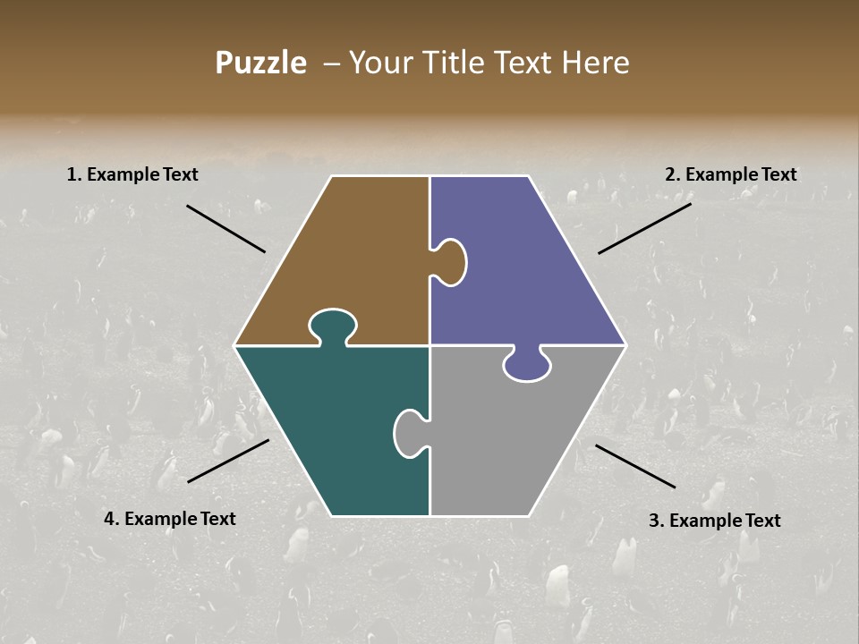 Colony Penguin Argentina PowerPoint Template