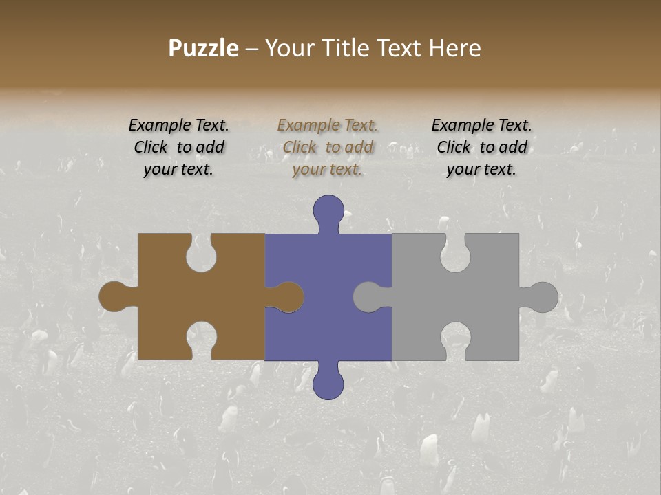 Colony Penguin Argentina PowerPoint Template