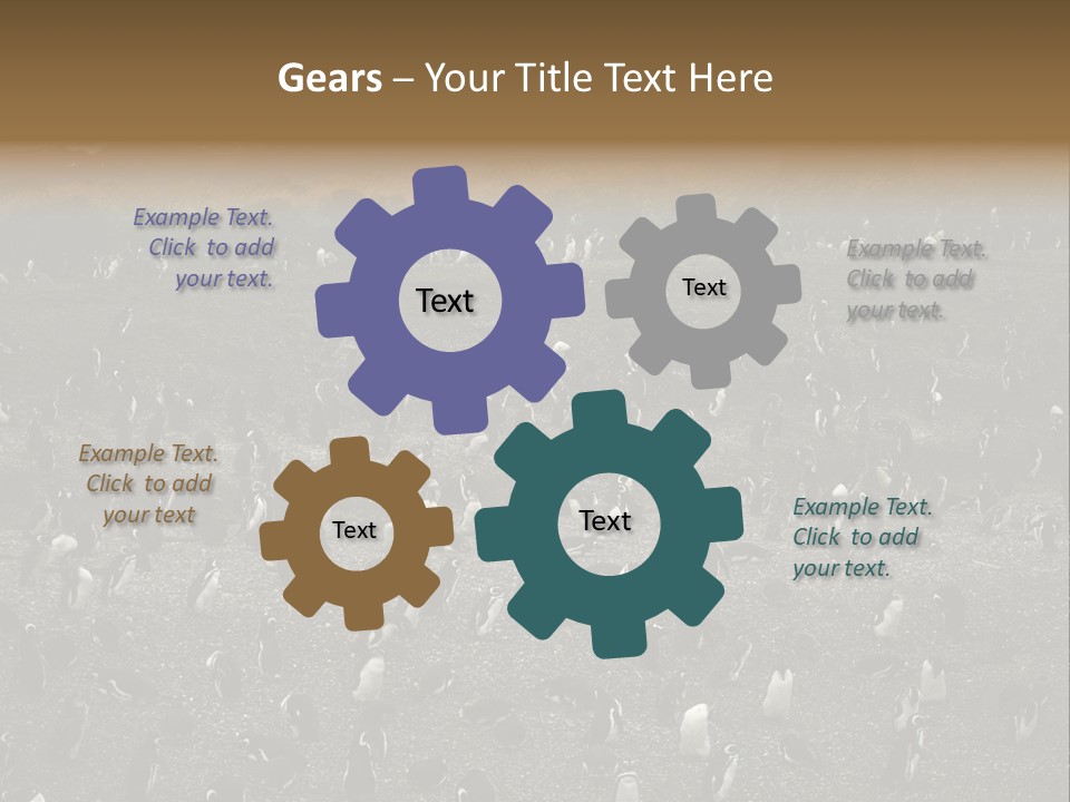 Colony Penguin Argentina PowerPoint Template