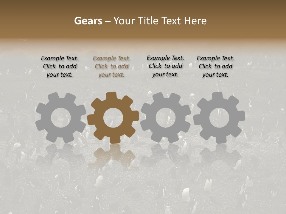 Colony Penguin Argentina PowerPoint Template