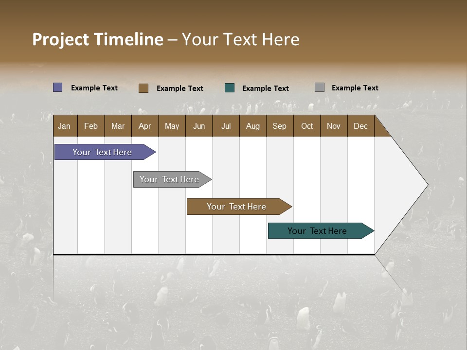 Colony Penguin Argentina PowerPoint Template