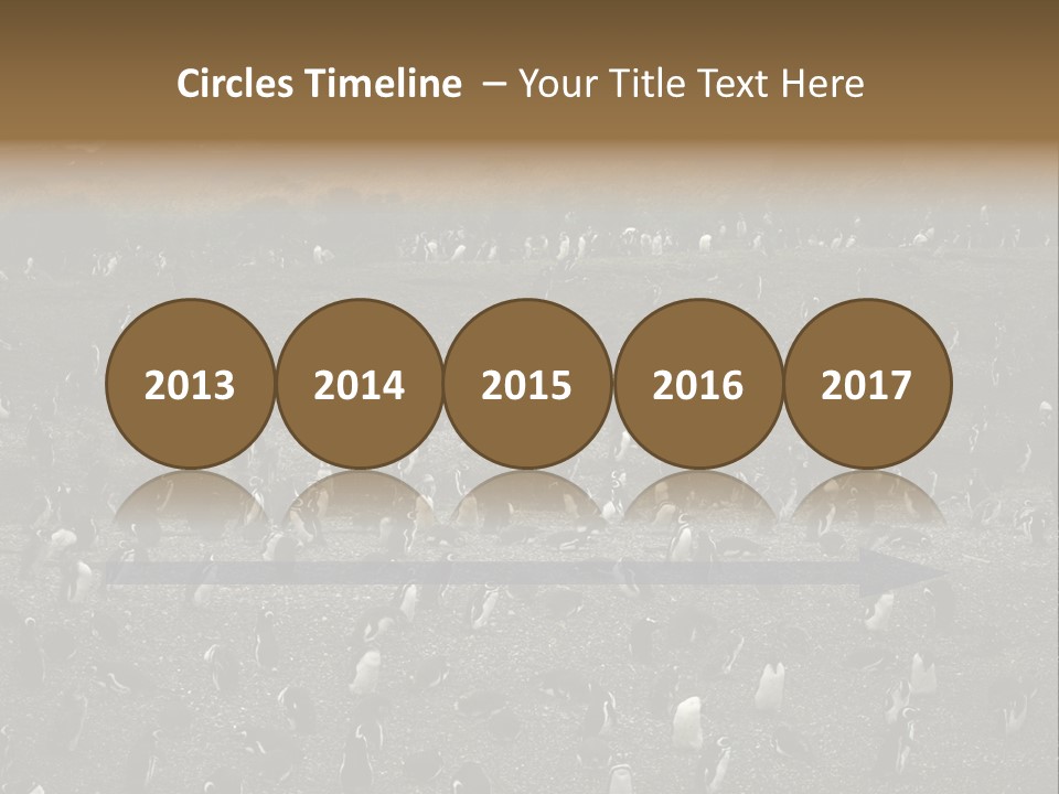 Colony Penguin Argentina PowerPoint Template