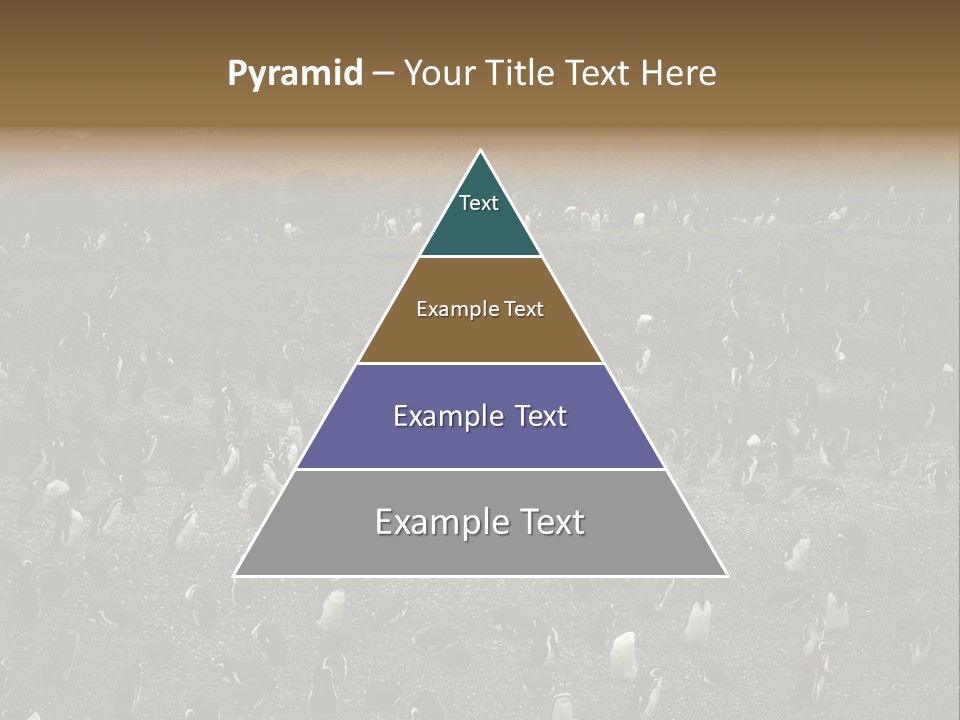 Colony Penguin Argentina PowerPoint Template