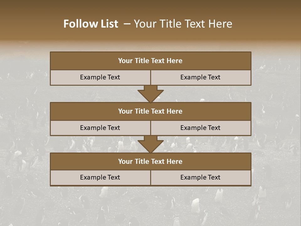 Colony Penguin Argentina PowerPoint Template