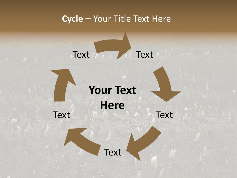 Colony Penguin Argentina PowerPoint Template