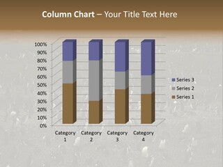 Colony Penguin Argentina PowerPoint Template