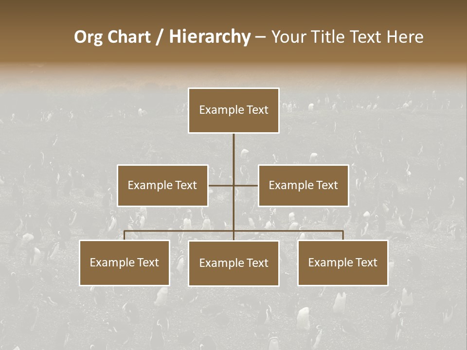 Colony Penguin Argentina PowerPoint Template