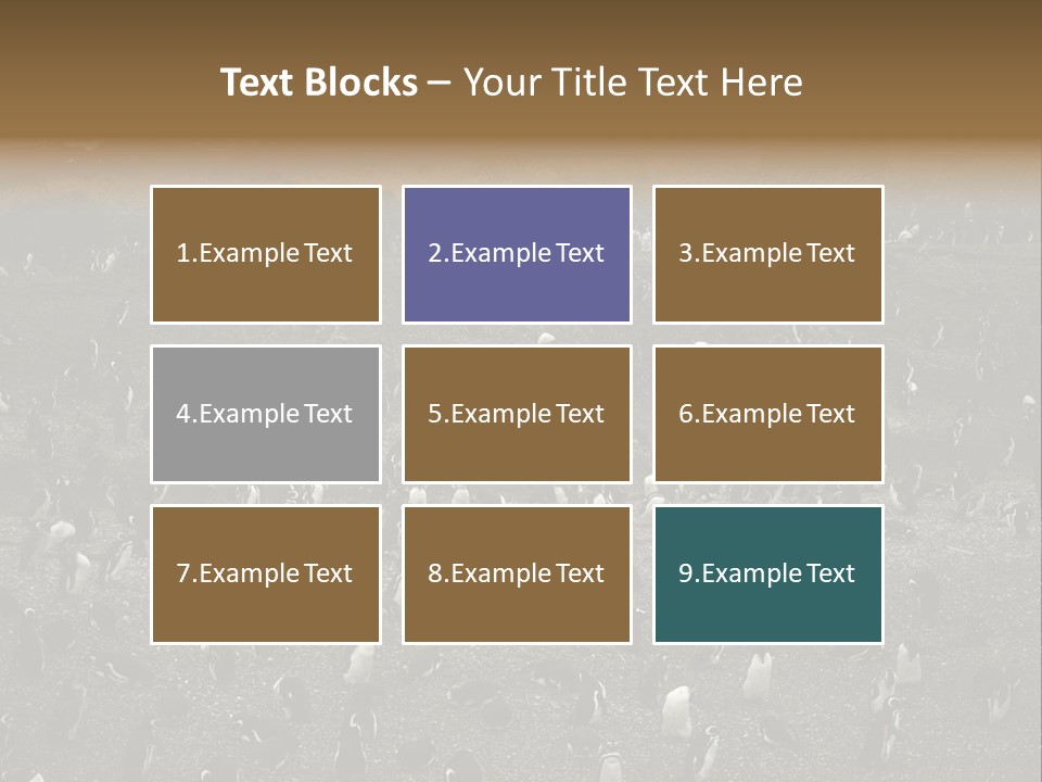 Colony Penguin Argentina PowerPoint Template