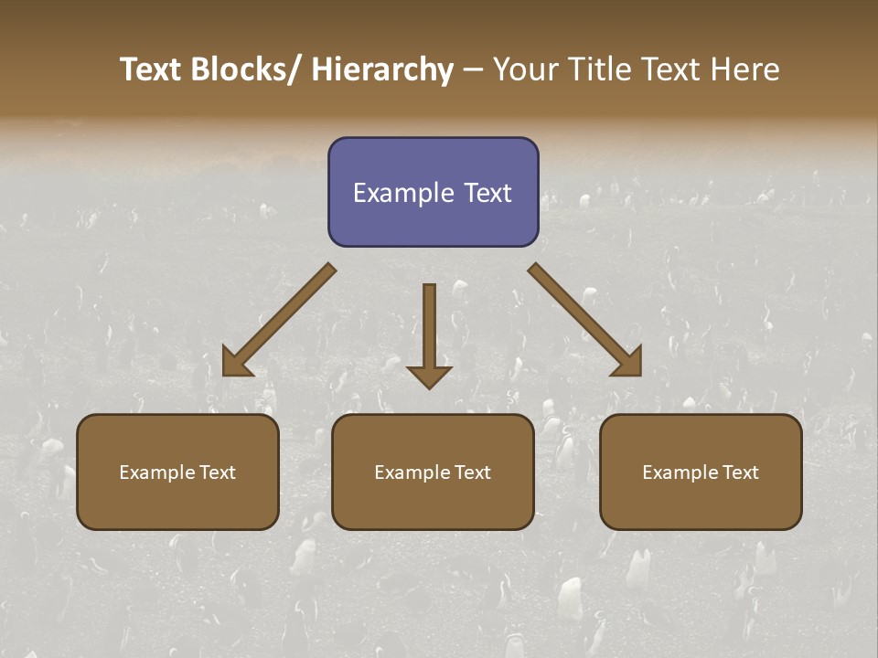 Colony Penguin Argentina PowerPoint Template