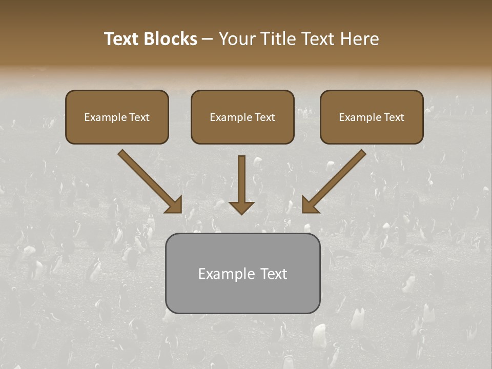 Colony Penguin Argentina PowerPoint Template