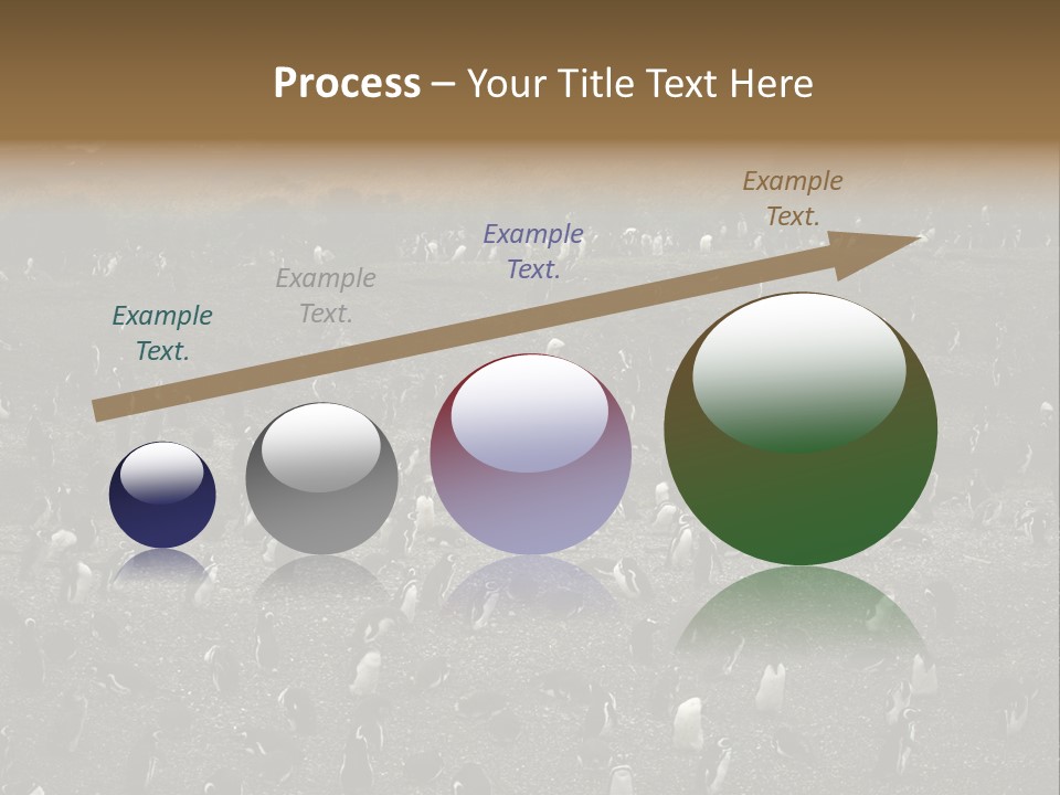 Colony Penguin Argentina PowerPoint Template