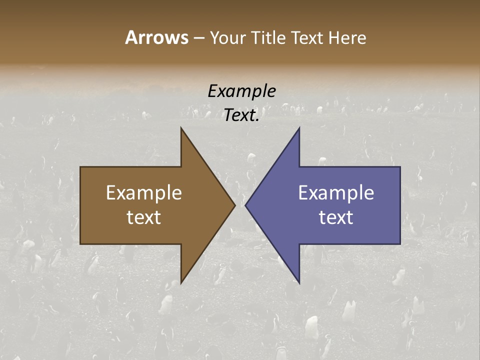 Colony Penguin Argentina PowerPoint Template