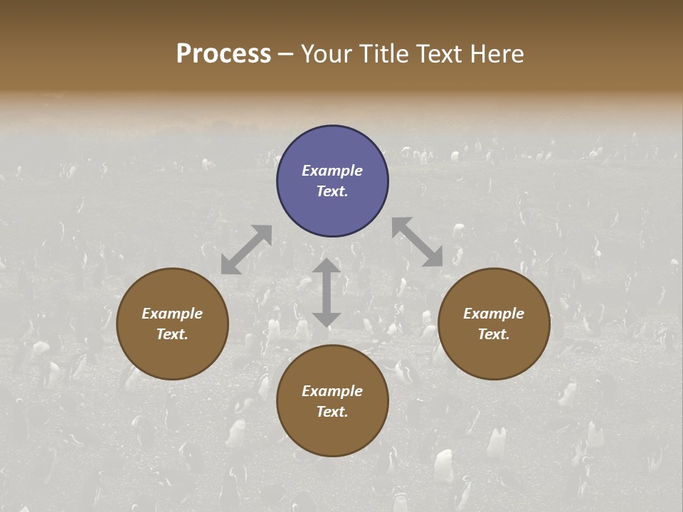 Colony Penguin Argentina PowerPoint Template