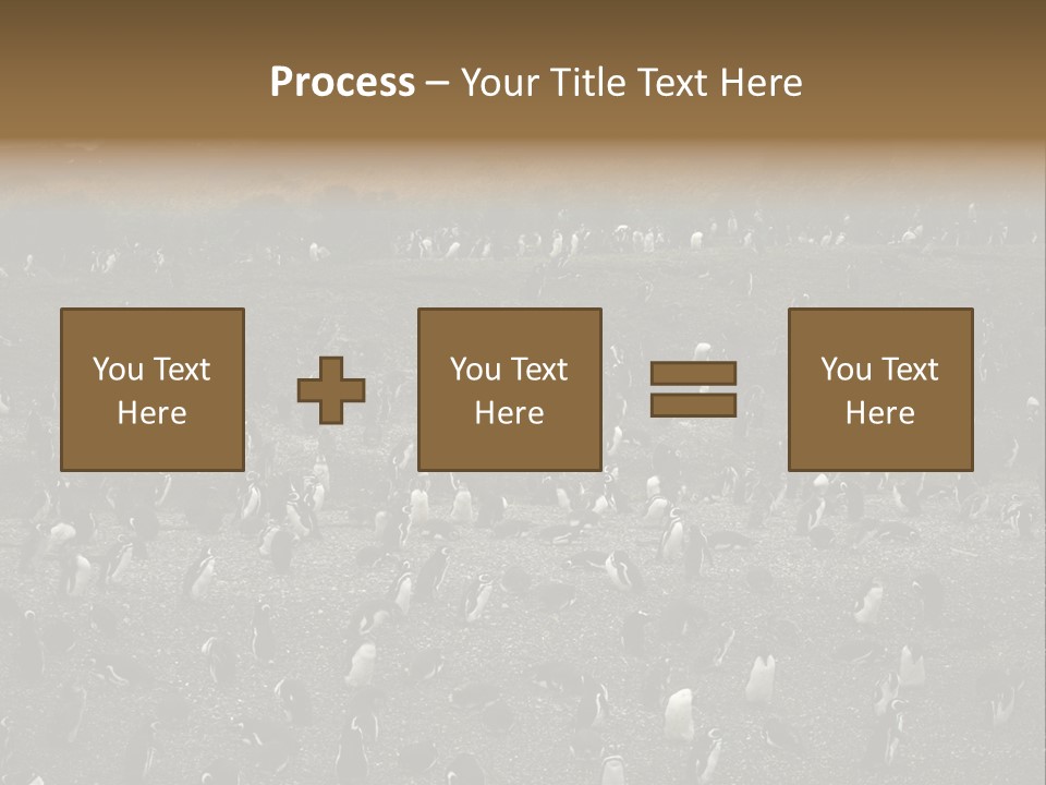 Colony Penguin Argentina PowerPoint Template