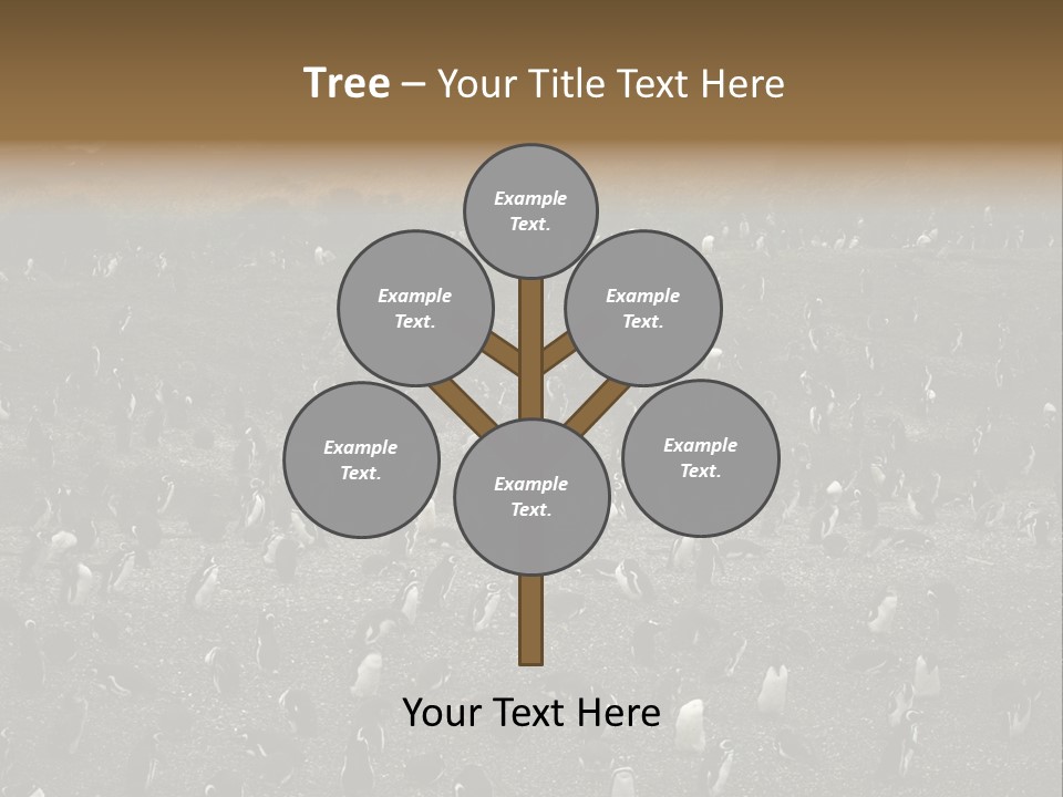 Colony Penguin Argentina PowerPoint Template