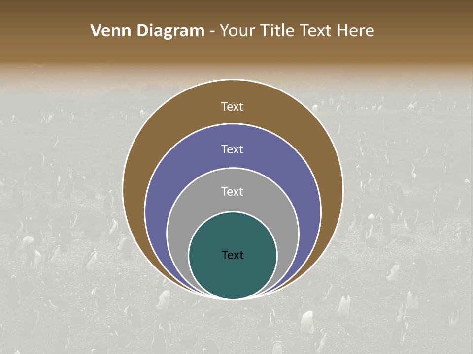 Colony Penguin Argentina PowerPoint Template