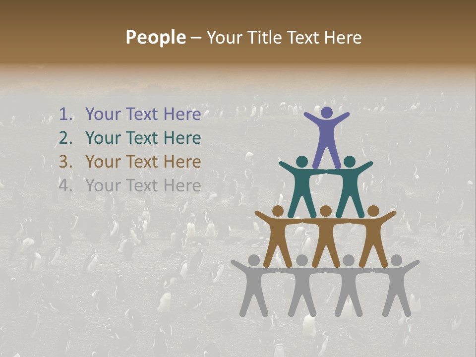 Colony Penguin Argentina PowerPoint Template