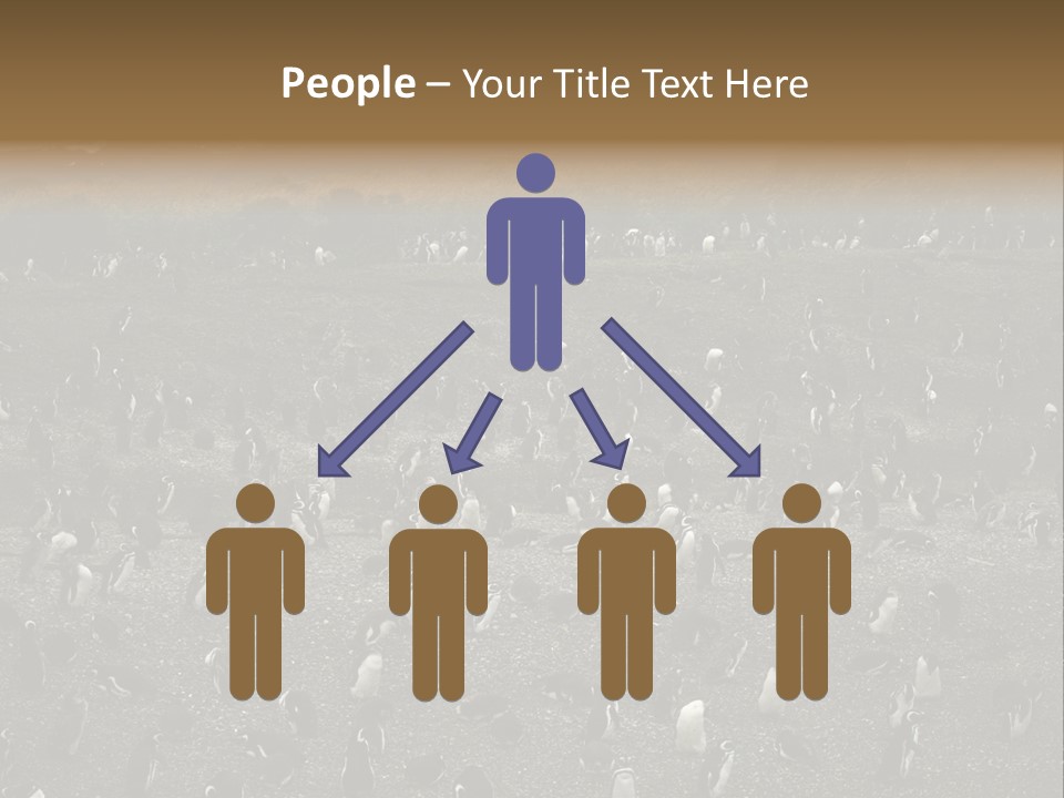 Colony Penguin Argentina PowerPoint Template