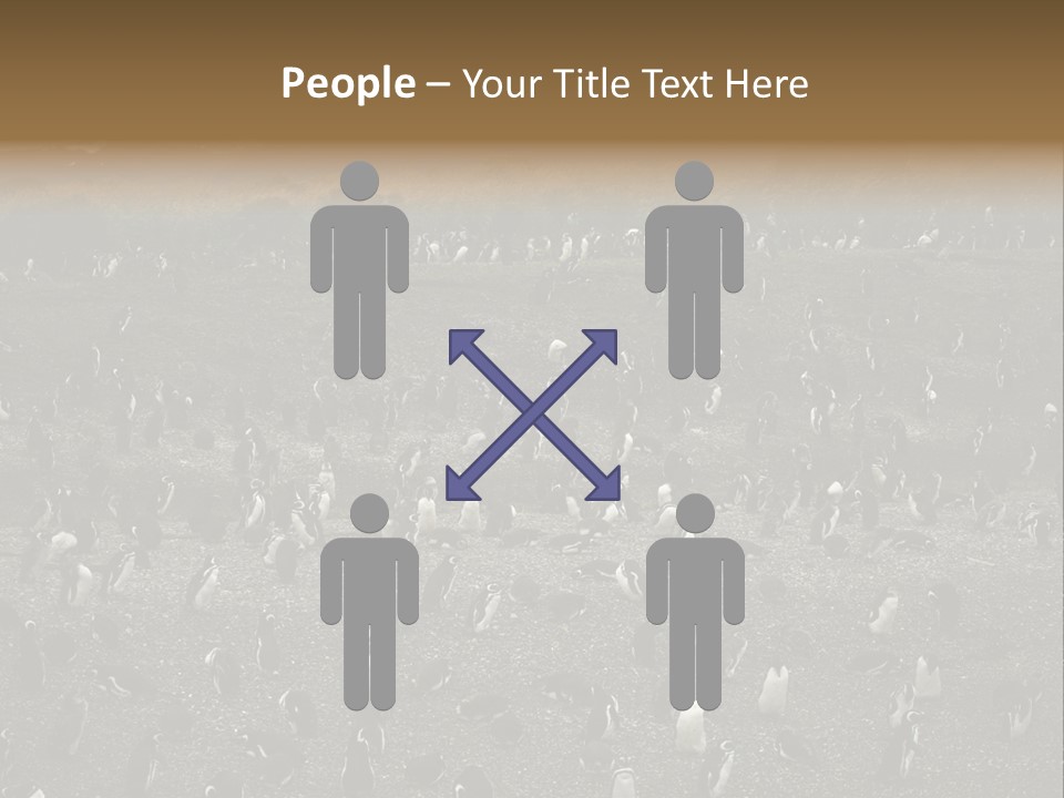 Colony Penguin Argentina PowerPoint Template