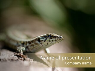 Animal Little Conceal PowerPoint Template