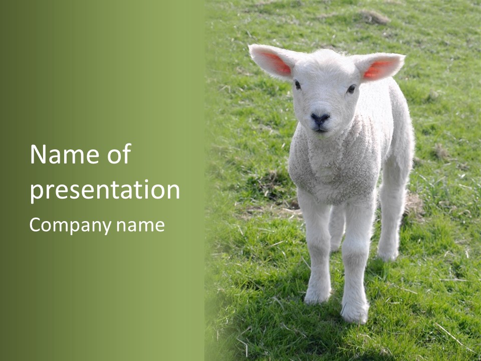 Agri Free Livestock PowerPoint Template