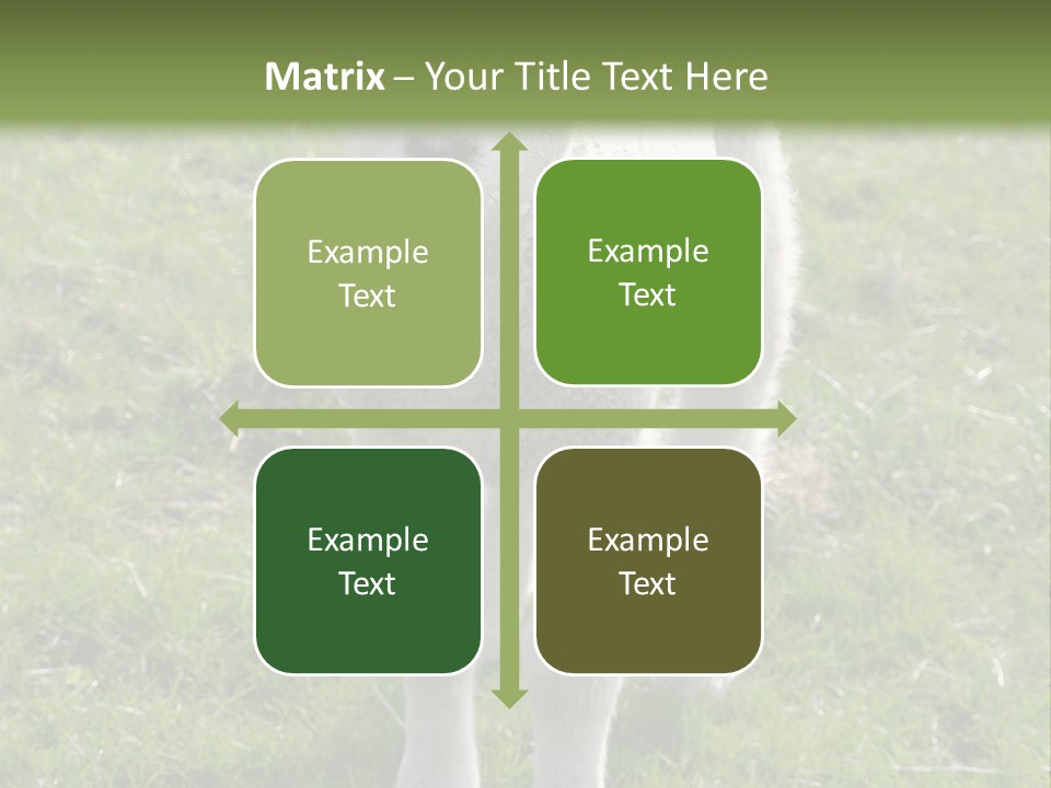 Agri Free Livestock PowerPoint Template