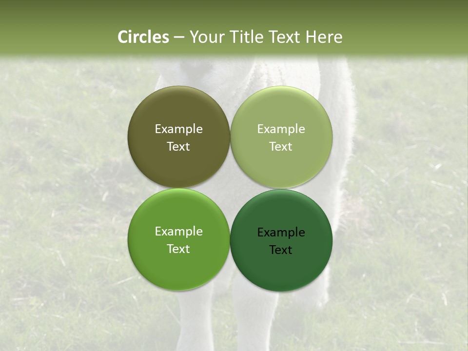 Agri Free Livestock PowerPoint Template