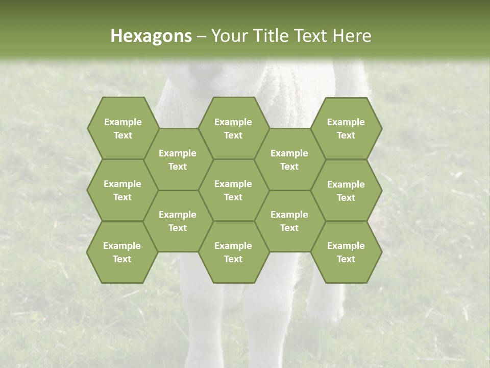 Agri Free Livestock PowerPoint Template