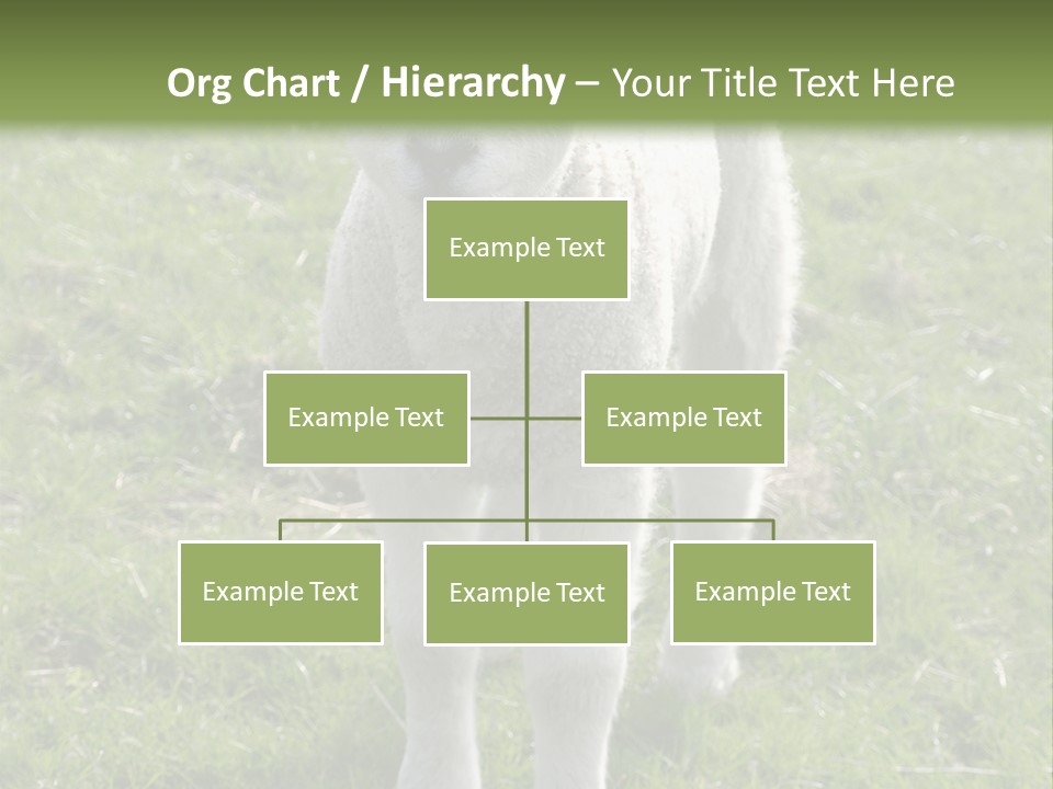 Agri Free Livestock PowerPoint Template